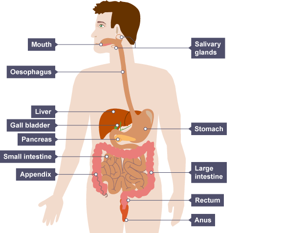  Key players in the digestive process. Thanks to BBC for the image.  